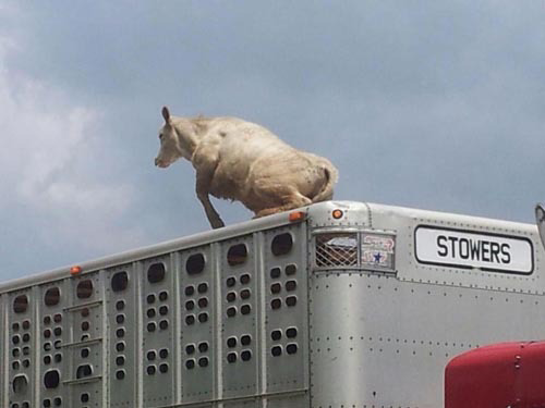 The cow escaped the confines of the trailer, on its way to a slaughterhouse.