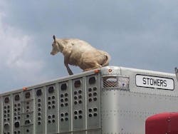 The cow escaped the confines of the trailer, on its way to a slaughterhouse. The cow escaped the confines of the trailer, on its way to a slaughterhouse.