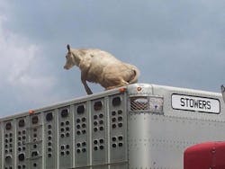 The cow escaped the confines of the trailer, on its way to a slaughterhouse.