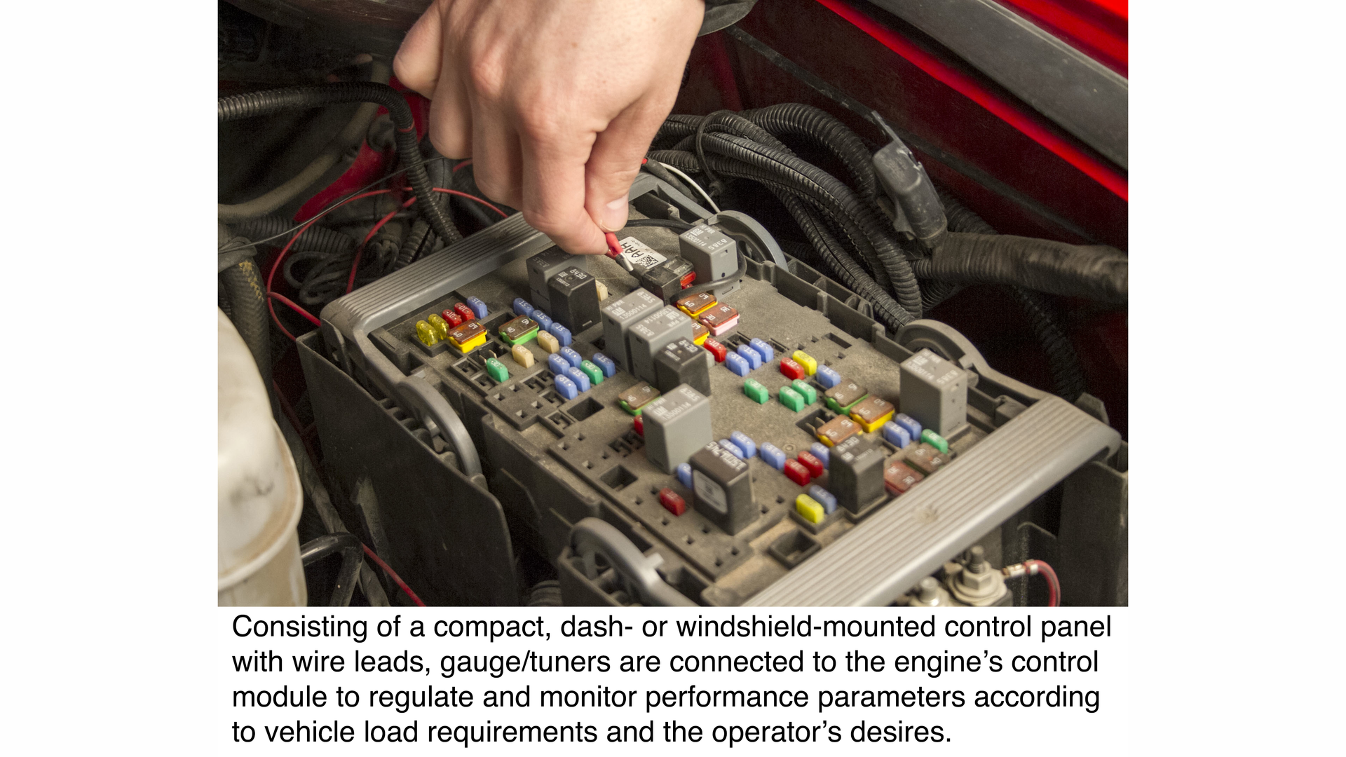 Bully Dog Installation With Caption 544fbd71b5b8d