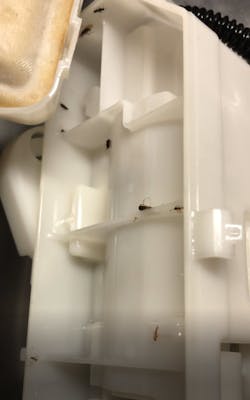 Figure 4- How did the insects get into this 2021 Toyota Sienna&rsquo;s in tank fuel pump? Did they fly in or swim in? Nearly a dozen were found on this low mileage van under the fuel filter assembly&rsquo;s screen / media.