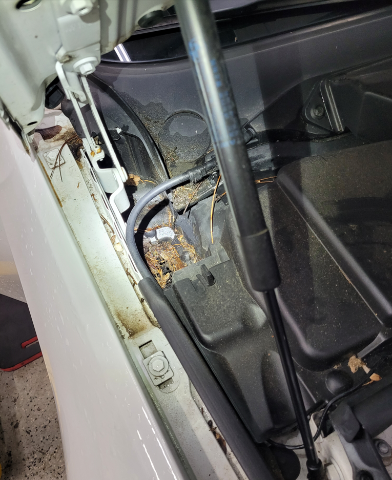 Figure 4- Debris present makes a clogged sunroof drain a likely suspect.