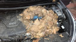 Don&rsquo;t underestimate the power of a visual inspection. This squirrel&rsquo;s nest was the cause of the no start on this Hyundai Elantra. (all photos by author)