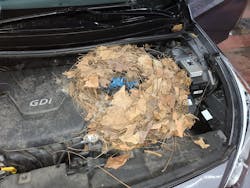 Don’t underestimate the power of a visual inspection. This squirrel’s nest was the cause of the no start on this Hyundai Elantra. (all photos by author) Don’t underestimate the power of a visual inspection. This squirrel’s nest was the cause of the no start on this Hyundai Elantra. (all photos by author)