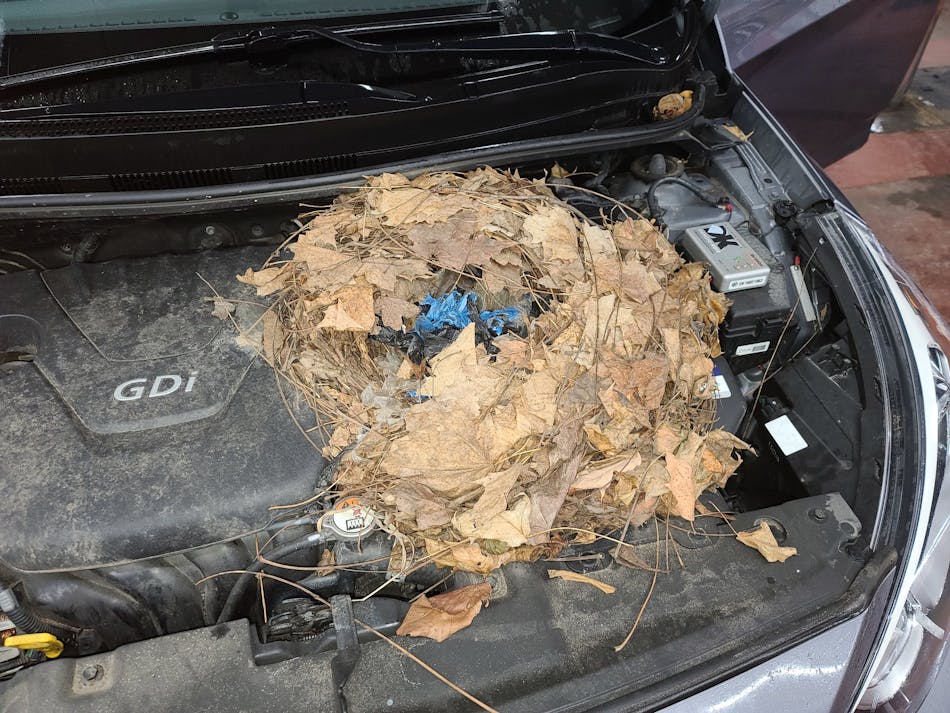 Don&rsquo;t underestimate the power of a visual inspection. This squirrel&rsquo;s nest was the cause of the no start on this Hyundai Elantra. (all photos by author)