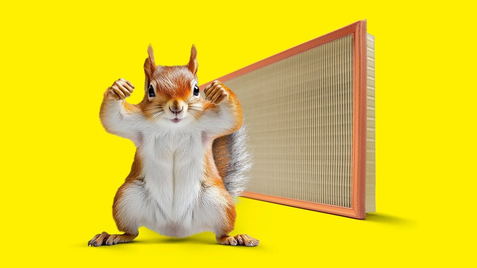 67dc06bc5ad3c3a923e870e5 Mh Squirrel