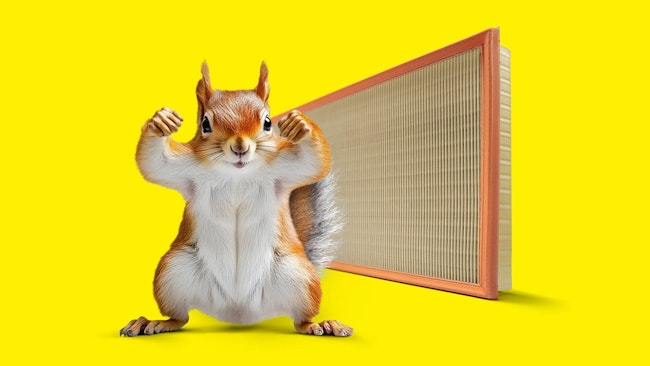 67dc06bc5ad3c3a923e870e5 Mh Squirrel
