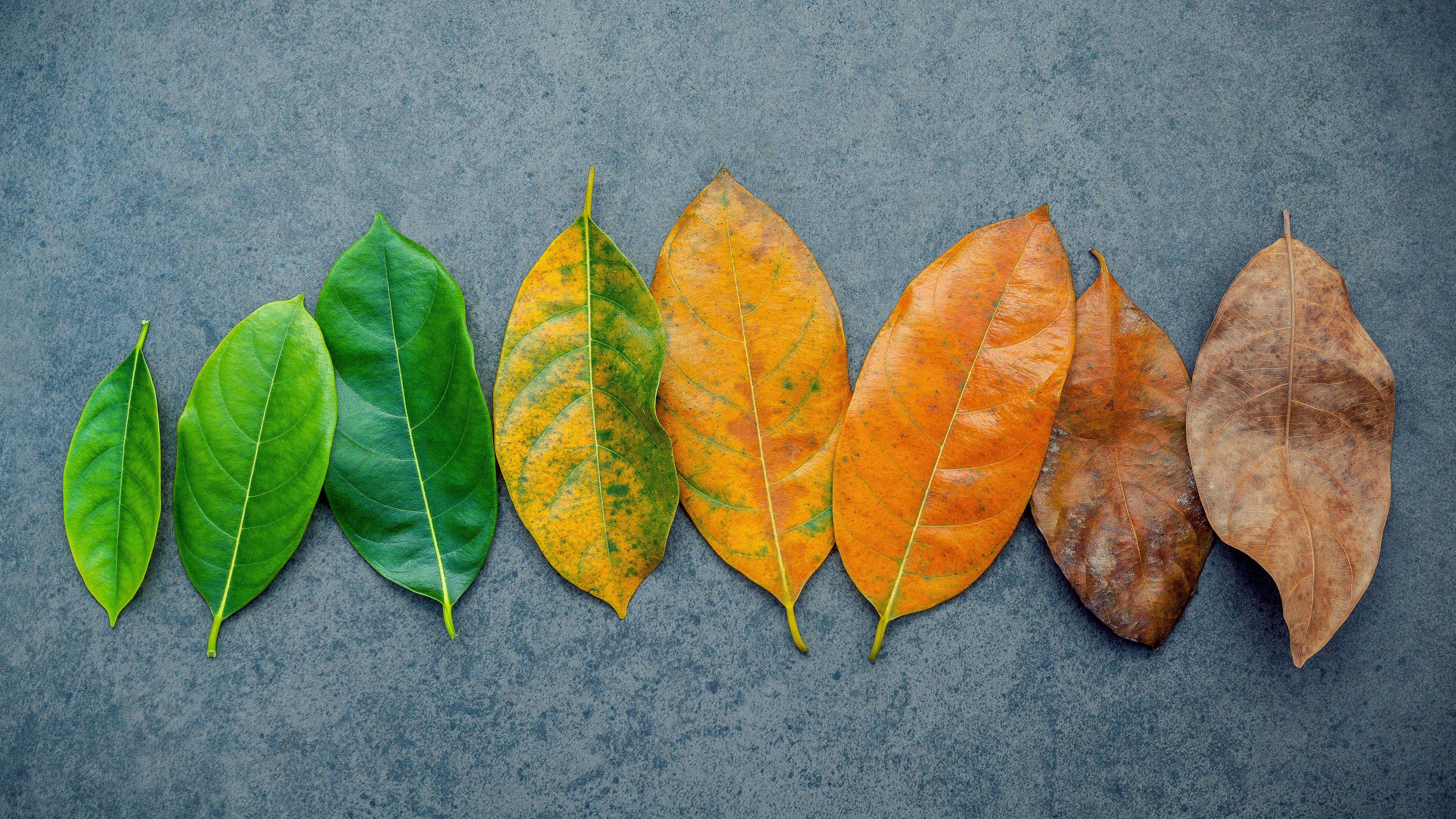 Leaves changing through the seasons