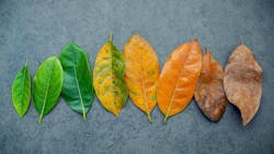 Leaves changing through the seasons Leaves changing through the seasons